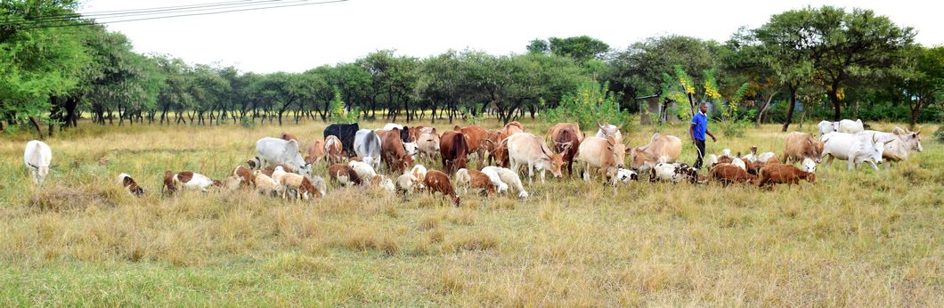 CATTLE